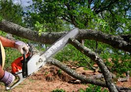 Why Choose Our Tree Removal Services in Logansport, IN?